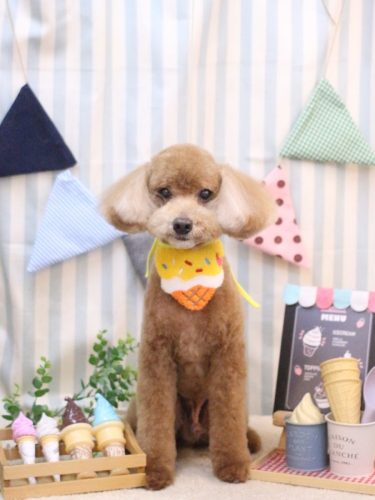 20250503バディくん